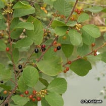 Faulbaum (Echter Faulbaum, Frangula alnus, synonym: Rhamnus frangula)