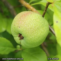 Chinesische Scheinquitte (Chaenomeles speciosa)