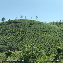 Tee-Strauch (Camellia sinensis)