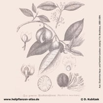 Muskatnussbaum; Myristica fragrans; Historisches Bild
