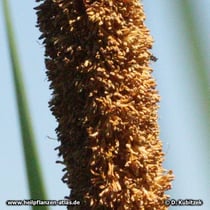 Schmalblättriger Rohrkolben (Typha angustifolia), männlicher Blütenstand
