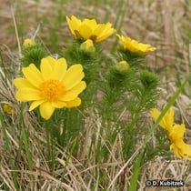 Frühlings-Adonisröschen (Adonis vernalis), Wuchsform