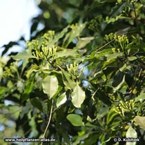 Zweig des Gewürznelkenbaums (Syzygium aromaticum) mit Blütenknospen