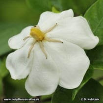 Gardenie (Gardenia jasminoides)