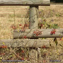 Bittersüßer Nachtschatten (Solanum dulcamara), Standort am Wiesenrand