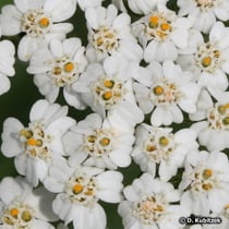 Gewöhnliche Schafgarbe (Achillea millefolium), Blütenköpfe (Blütenkörbe)
