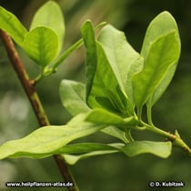 Sternanis (Illicium verum)