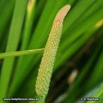 Kalmus (Acorus calamus)