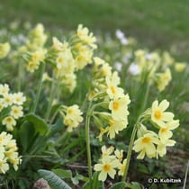 Hohe Schlüsselblume (Primula elatior), Standort Wiese