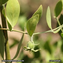 Jojobastrauch (Simmondsia chinensis), heranreifende Frucht