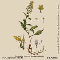 Echte Goldrute, Solidago virgaurea, Historisches Bild