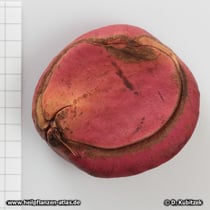 Kolabaum (Cola acuminata), Frucht (Nuss)