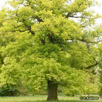 Eiche (Stiel-Eiche, Quercus robur, Trauben-Eiche, Quercus petraea, Flaum-Eiche, Quercus pubescens)