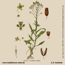 Färberwaid, Isatis tinctoria, Historisches Bild