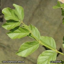 Ural-Süßholz (Glycyrrhiza uralensis), Blätter