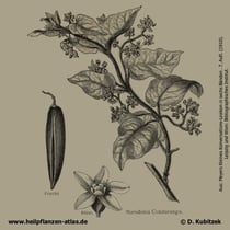 Kondorliane (Marsdenia cundurango)