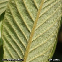 Japanische Wollmispel (Eriobotrya japonica; Syn. Rhaphiolepis bibas)