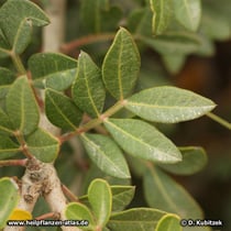 Mastix (Pistacia lentiscus)