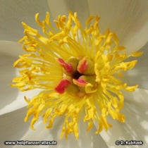 Pfingstrose: Chinesische Päonie (Paeonia lactiflora), Paeonia veitchii