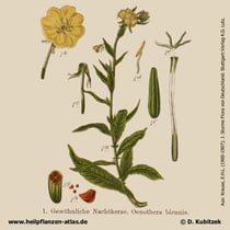 Gewöhnliche Nachtkerze, Oenothera biennis, Historisches Bild