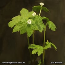 Kanadische Gelbwurz (Hyderastis canadensis)