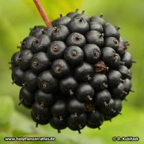 Taigawurzel (Eleutherococcus senticosus), Fruchtstand