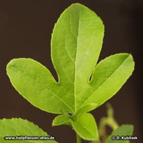 Passionsblume (Passiflora incarnata)