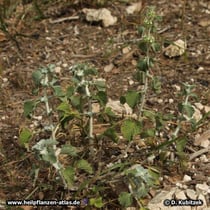 Eine kleine Andorn-Pflanze (Gewöhnlicher Andorn, Marrubium vulgare)