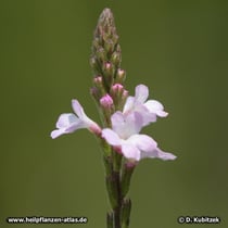 Eisenkraut (Echtes Eisenkraut, Verbena officinalis)