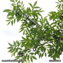 Amur-Korkbaum (Phellodendron amurense) Zweig mit Früchten