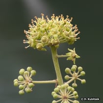 Gewöhnlihcher Efeu (Hedera helix) Blütenstand
