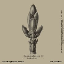 Gewöhnliche Rosskastanie; Aesculus hippocastanum; Knsopenschuppe; Historisches Bild