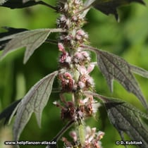 Echtes Herzgespann (Leonurus cardiaca), Blütenstand