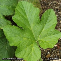 Steirischer Ölkürbis (Cucurbita pepo var. styriaca), Blatt