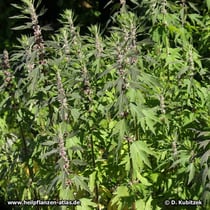 Echtes Herzgespann (Leonurus cardiaca), Wuchsform