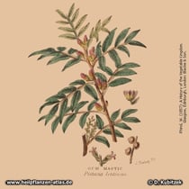 Mastix-Strauch; Pistacia lentiscus; Historisches Bild