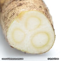 Ginsengwurzel im Querschnitt (Panax ginseng)