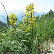 Echte Goldrute (Solidago virgaurea), Standort in den bayerischen Alpen auf rund 1.600 m Höhe