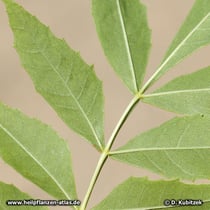 Schmallblättrige Esche (Fraxinus angustifolia), Blattunterseite