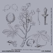 Gewöhnliche Rosskastanie; Aesculus hippocastanum; Historisches Bild
