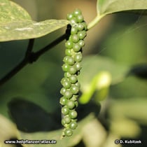 Pfeffer (Schwarzer Pfeffer, Piper nigrum)