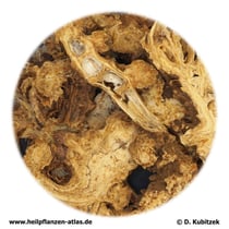 Chinesischer-Liebstöckel-Wurzelstock (Wurzelstock aus Szechuan-Liebstöckel, Ligustici chuanxiong rhizoma). TCM: Chuanxiong