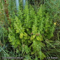 Melisse (Melissa officinalis), Wuchsorm