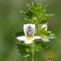 Augentrost (Großer Augentrost, Euphrasia officinalis)