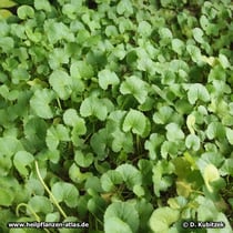 Asiatischer Wassernabel ("Gotu Kola", Centella asiatica), Wassernabelkraut