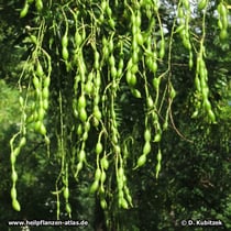 Japanischer Pagodenbaum (Schnurbaum, Styphnolobium japonicum)
