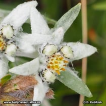 Alpen-Edelweiß (Leontopodium nivale subsp. alpinum), Blüte