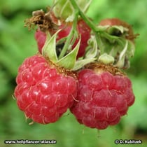 Himbeere (Rubus idaeus)