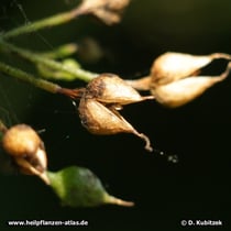 Ningpo-Braunwurz (Scrophularia ningpoensis)