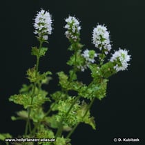 Krauseminze (Mentha aquatica varietät crispa), blühend